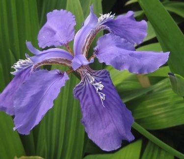 Iris tectorum