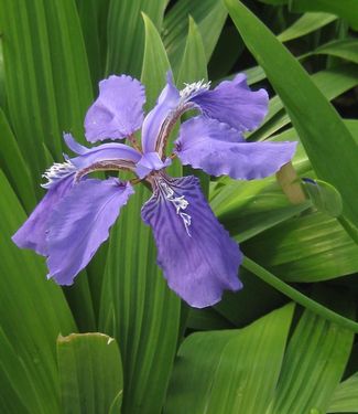 Iris tectorum