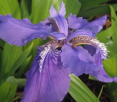 Iris tectorum Wolong