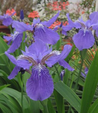 Iris tectorum Wolong