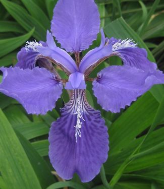 Iris tectorum Wolong