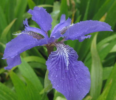 Iris tectorum Wolong