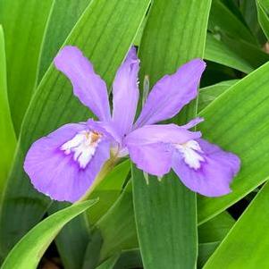 Iris cristata Eco Bluebird