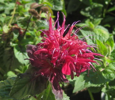 Monarda didyma Fireball - Bee Balm 