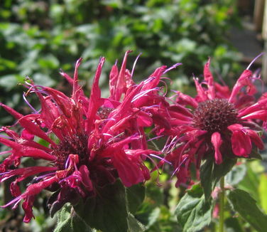 Monarda didyma Fireball - Bee Balm 