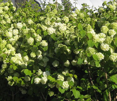 Viburnum plicatum Popcorn