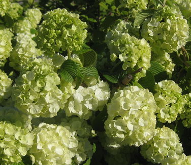 Viburnum plicatum Popcorn