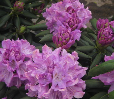Rhododendron catawbiense English Roseum