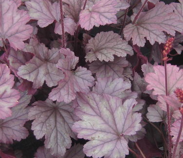 Heuchera x 'Stainless Steel' 