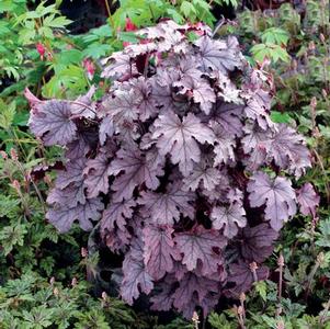 Heucherella x Plum Cascade