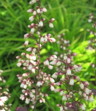 Heuchera x 'Stainless Steel' - Coral Bells