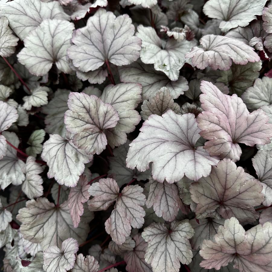 Heuchera x Stainless Steel (@ Mt Cuba)