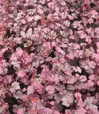 Heuchera x 'Stainless Steel'