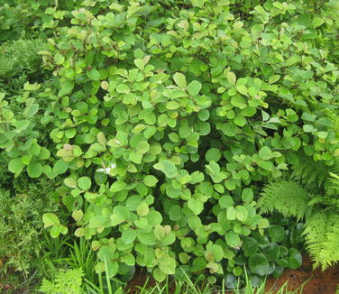 Fothergilla gardenii - Dwarf Fothergilla (Berkshite Bot)