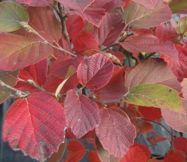 Fothergilla gardenii 