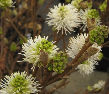 Fothergilla gardenii - Fall Color