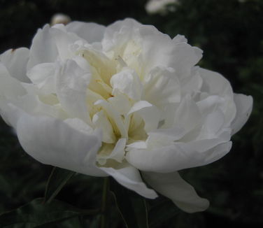 Paeonia 'Immaculate'