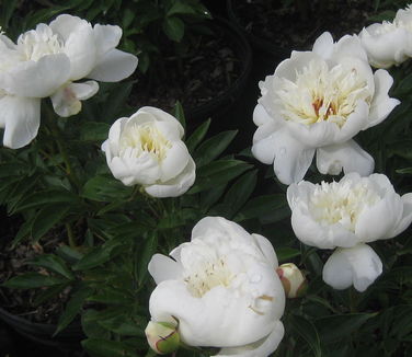 Paeonia 'Immaculate'