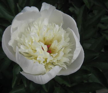 Paeonia Immaculate