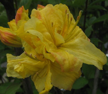 Rhododendron 'Klondyke'