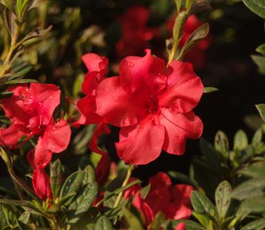 Rhododendron Encore Autumn Embers