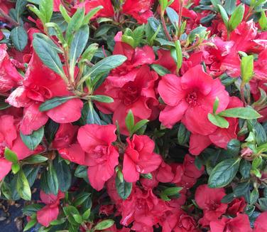 Rhododendron Encore Autumn Embers