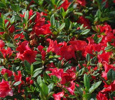 Rhododendron Encore Autumn Embers