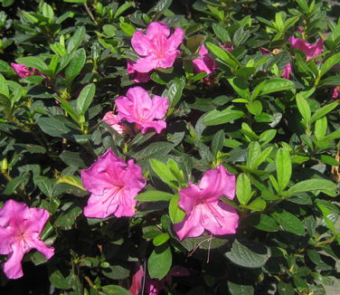 Rhododendron Encore? Autumn Royalty