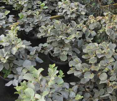 Fothergilla x intermedia Blue Shadow