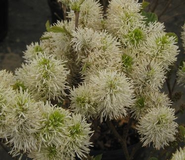 Fothergilla x intermedia Blue Shadow