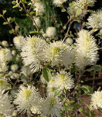 Fothergilla x intermedia Blue Shadow