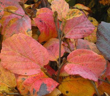 Fothergilla x intermedia Blue Shadow (fall color)