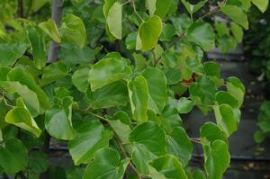 Cercis reniformis 'Oklahoma' - Redbud