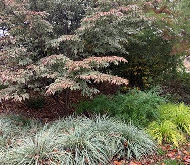 Carex oshimensis Everest - Weeping Sedge