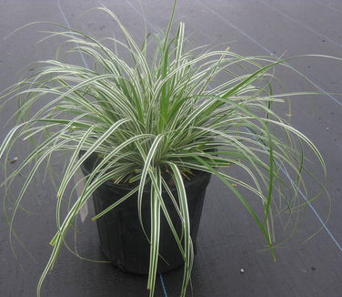 Carex oshimensis Everest - Weeping Sedge