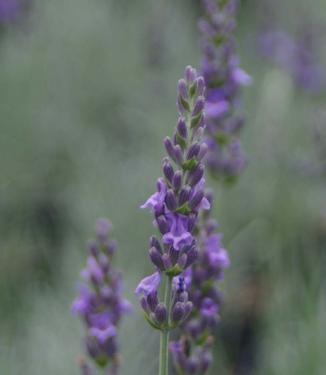 Lavandula x intermedia Phenomenal 