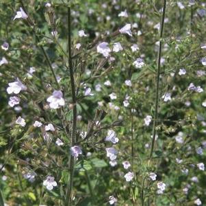 Calamintha nepeta Blue Cloud