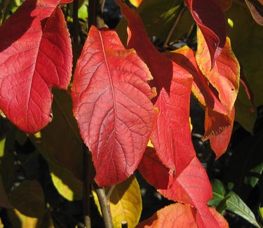Franklinia alatamaha - Franklin Tree - Fall Color