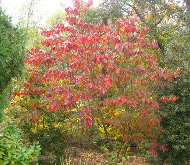Franklinia alatamaha - Franklin Tree - Fall Color