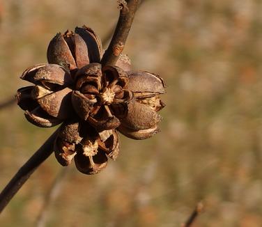 Franklinia alatamaha (fruit)