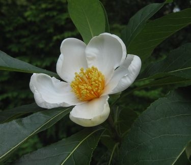 Franklinia alatamaha - Franklin Tree