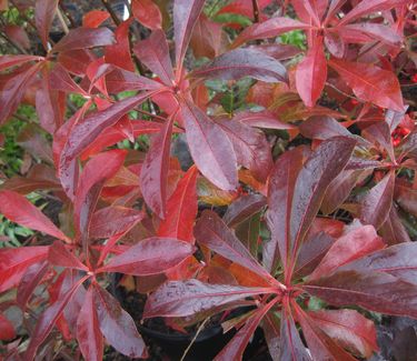 Franklinia alatamaha (fall color)