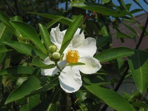 X Gordlinia grandiflora 