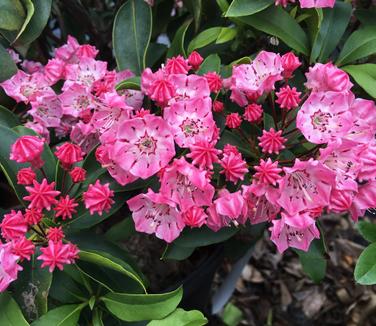 Kalmia latifolia Pink Charm