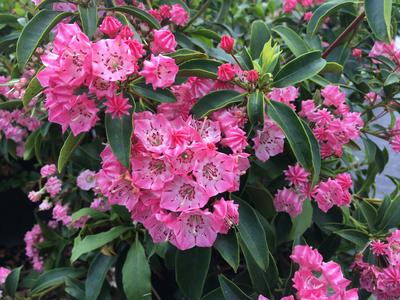 Kalmia latifolia Pink Charm