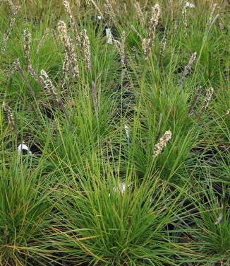 Sesleria autumnalis - Autumn Moor Grass