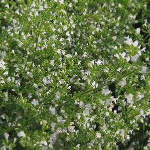 Calamintha nepeta White Cloud