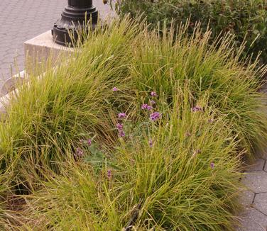 Sesleria autumnalis - Autumn Moor Grass