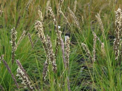 Sesleria autumnalis - Autumn Moor Grass