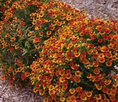 Helenium autumnale Mariachi 'Salsa'